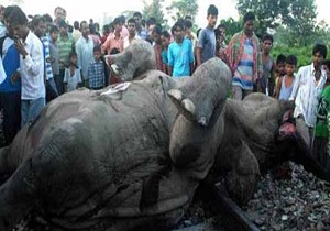گله فیل‌ها در سریلانکا قطار را از ریل خارج کرد + فیلم